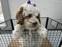 Brigit, a female Cavapoo for sale in Athens, WI – Photo 10 of 10