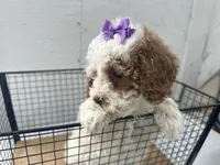 Brigit, a female Cavapoo for sale in Athens, WI – Photo 7 of 10