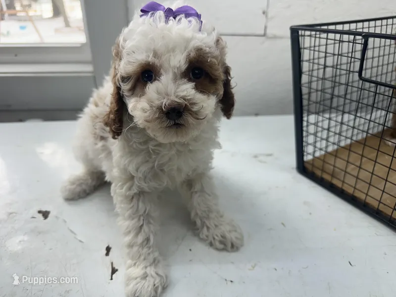 Brigit, a female Cavapoo for sale in Athens, WI – Photo 1 of 10