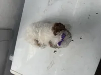 Brigit, a female Cavapoo for sale in Athens, WI – Photo 8 of 10