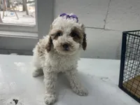 Brigit, a female Cavapoo for sale in Athens, WI – Photo 6 of 10