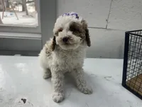 Brigit, a female Cavapoo for sale in Athens, WI – Photo 4 of 10