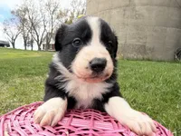 Zilla , a female Australian Shepherd and Border Collie for sale in Athens, WI – 2 of 10