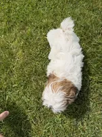 Jon, a male Bichon Frise and Shih Tzu for sale in Athens, WI – 6 of 10