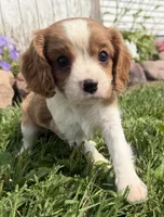 Spencer, a male Cavalier King Charles Spaniel for sale in Athens, WI – 5 of 10