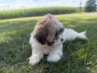 Janet, a female Bichon Frise and Shih Tzu for sale in Athens, WI – 8 of 10