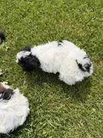 Jo, a female Bichon Frise and Shih Tzu for sale in Athens, WI – 10 of 10