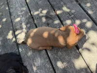 Quinn , a female Miniature Dachshund for sale in Athens, WI – 9 of 10