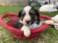 Zander, a male Australian Shepherd and Border Collie for sale in Athens, WI – 2 of 10