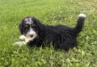 Skye, a female Bernedoodle for sale in Athens, WI – 2 of 10