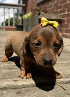 Queen , a female Miniature Dachshund for sale in Athens, WI – 3 of 10