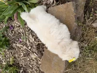 Lynn, a female Poodle - Miniature  and Mal Shi for sale in Athens, WI – 7 of 10