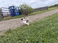 Logan, a male Poodle - Miniature  and Mal Shi for sale in Athens, WI – 10 of 10