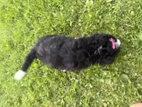 Sable, a female Bernedoodle for sale in Athens, WI – 6 of 10