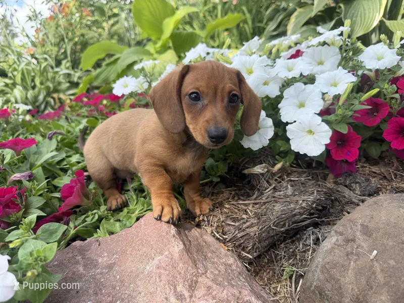 Quinn  – Miniature Dachshund puppy for sale in Athens, WI