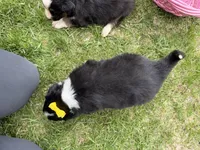 Zilla , a female Australian Shepherd and Border Collie for sale in Athens, WI – 8 of 10