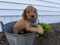 Chester, a male Cockapoo for sale in Athens, WI – 10 of 10