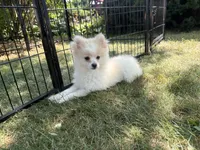 Opal, a  Maltese and Pomeranian for sale in Athens, WI – 9 of 10