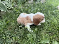 AKC Beth, a female Cavalier King Charles Spaniel for sale in Athens, WI – 9 of 10