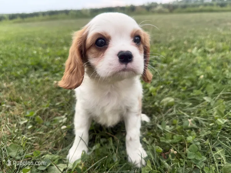 AKC Bart  – Cavalier King Charles Spaniel puppy for sale in Athens, WI