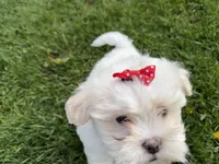 Lexi, a female Poodle - Miniature  and Mal Shi for sale in Athens, WI – 6 of 10