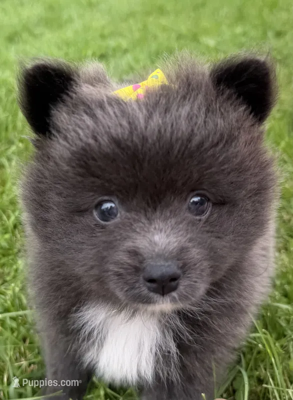 Harlee  – Pomeranian puppy for sale in Athens, WI