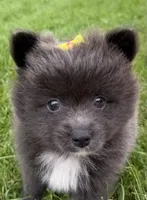 Harlee , a female Pomeranian for sale in Athens, WI – 1 of 10