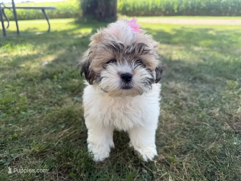Julie – Bichon Frise, Shih Tzu puppy for sale in Athens, WI