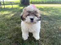 Janet, a female Bichon Frise and Shih Tzu for sale in Athens, WI – 1 of 10