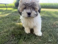 Janet, a female Bichon Frise and Shih Tzu for sale in Athens, WI – 9 of 10