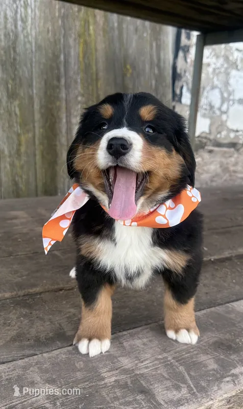 AKC Vada – Bernese Mountain Dog puppy for sale in Athens, WI