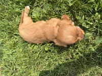 Sawyer, a male Cavalier King Charles Spaniel for sale in Athens, WI – 6 of 10
