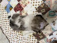 Stars, a female Shih Tzu for sale in Athens, WI – 10 of 10
