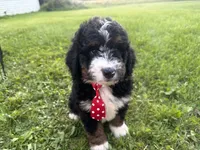 Stone, a male Bernedoodle for sale in Athens, WI – 8 of 10
