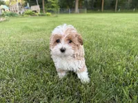 Sierra, a female Poodle - Toy  and Morkie for sale in Athens, WI – 5 of 10