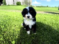 Travis, a male Bernedoodle for sale in Athens, WI – 9 of 10