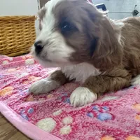 Daisy, a female Cavapoo for sale in Athens, WI – Photo 8 of 10