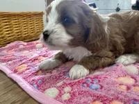 Daisy, a female Cavapoo for sale in Athens, WI – Photo 8 of 10