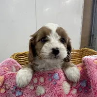 Daisy, a female Cavapoo for sale in Athens, WI – Photo 1 of 10