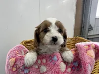 Daisy, a female Cavapoo for sale in Athens, WI – Photo 1 of 10