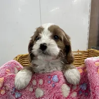 Daisy, a female Cavapoo for sale in Athens, WI – Photo 2 of 10