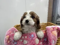 Daisy, a female Cavapoo for sale in Athens, WI – Photo 2 of 10