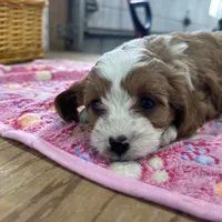Daisy, a female Cavapoo for sale in Athens, WI – Photo 10 of 10