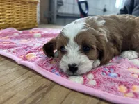 Daisy, a female Cavapoo for sale in Athens, WI – Photo 10 of 10