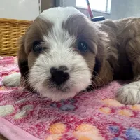 Daisy, a female Cavapoo for sale in Athens, WI – Photo 4 of 10