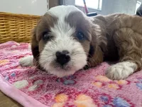 Daisy, a female Cavapoo for sale in Athens, WI – Photo 4 of 10