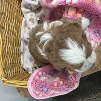 Daisy, a female Cavapoo for sale in Athens, WI – Photo 6 of 10