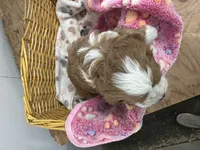 Daisy, a female Cavapoo for sale in Athens, WI – Photo 6 of 10