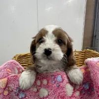 Daisy, a female Cavapoo for sale in Athens, WI – Photo 7 of 10