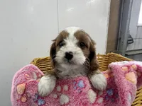 Daisy, a female Cavapoo for sale in Athens, WI – Photo 7 of 10